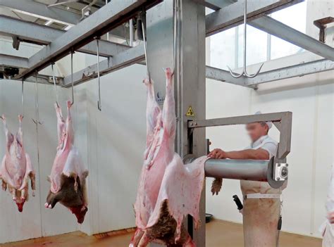 Máquina desolladora de ovino en acción