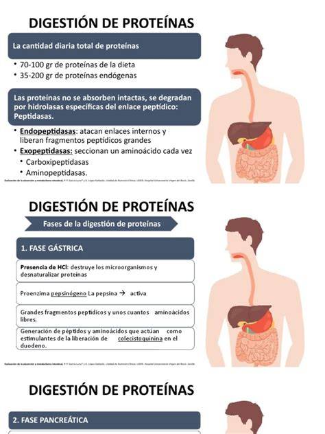 esquema comparativo sobre la digestibilidad de alimentos según su preparación