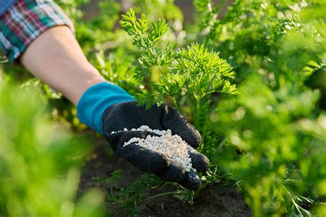 Infografía: Métodos para usar cáscaras de zanahoria como fertilizante
