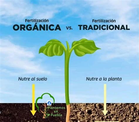 Plantas floreciendo gracias a fertilización orgánica