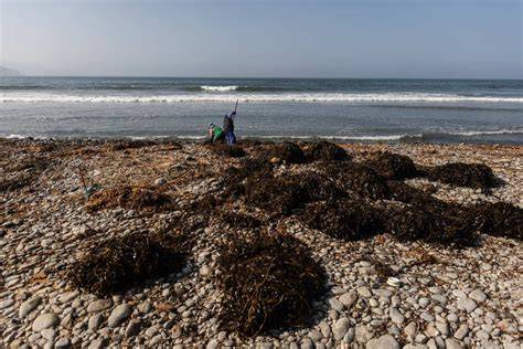 Recolección de algas en las costas atlánticas