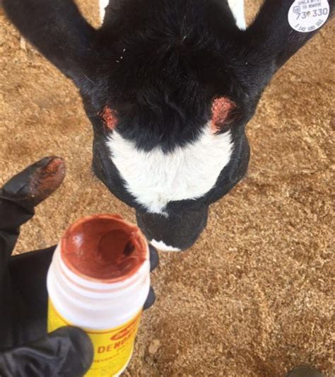 Aplicación de pasta descornadora en la base del cuerno de un ternero