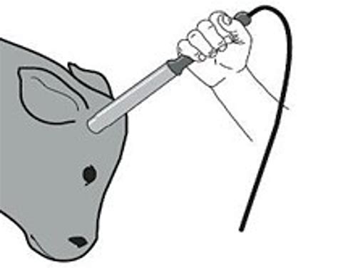 Cauterizador eléctrico para descornar terneros