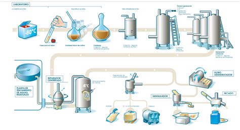 Esquema de las etapas de la fermentación del pan