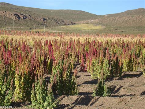 Campo de cultivo de quinua en los Andes