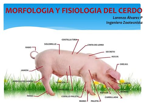 Esquema anatómico del cerdo mostrando la ubicación del cuello y la bondiola