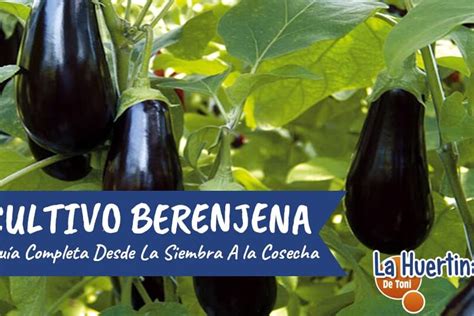 Ilustración histórica de la berenjena como adorno