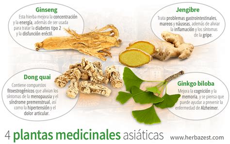 Hierbas medicinales usadas en sopas asiáticas