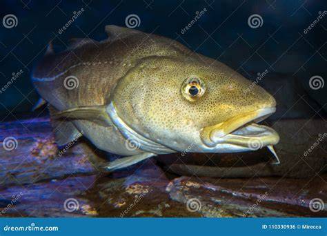 Ilustración del bacalao común (Gadus morhua)