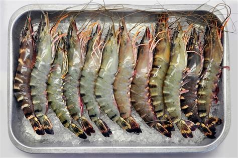 bandeja de gambas cocidas sobre hielo