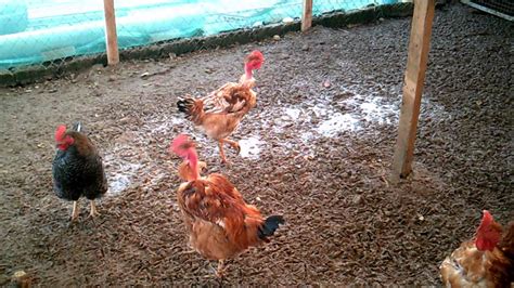 Pollos de corral