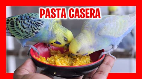 Periquitos comiendo pasta de cría