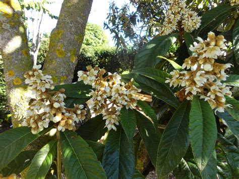 Campo de nísperos en flor