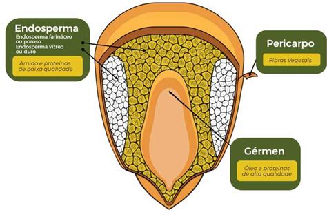Esquema de la estructura de un grano de maíz: germen, endospermo y pericarpio