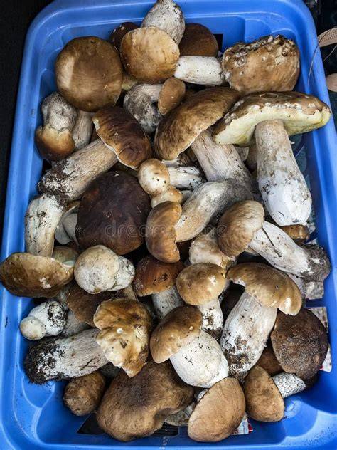 Boletus Edulis frescos en el mercado