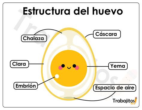 Estructura de la clara de huevo