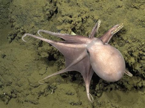 Pulpo dorado