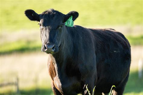 Vaca Wagyu recibiendo un masaje