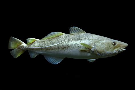 Bacalao desalándose en agua