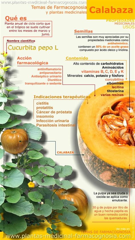 Infografía sobre las propiedades de la calabaza