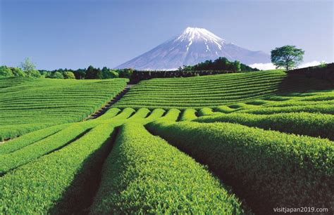 Campo de té verde matcha en Japón