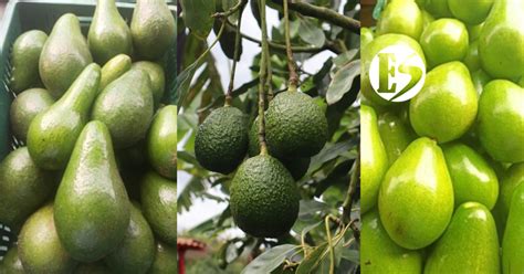 Variedad de aguacates frescos