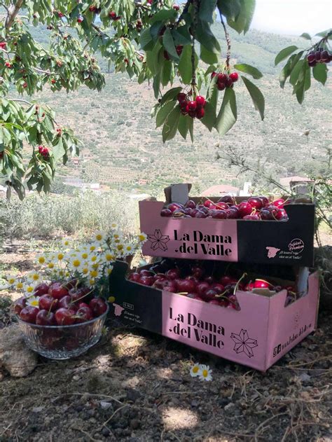 Cereza del Valle del Jerte