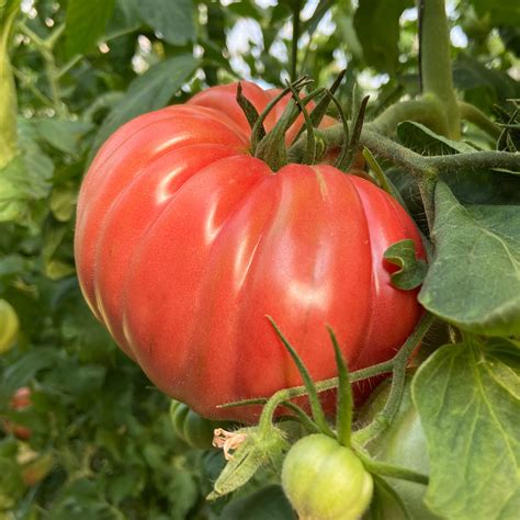 Tomates rosas