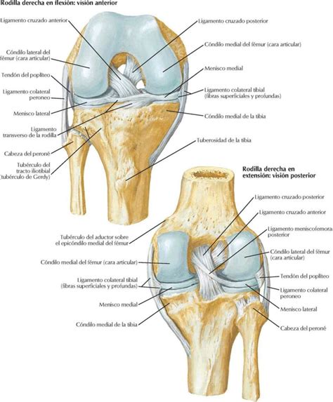 Mapa de expansión de Rodilla