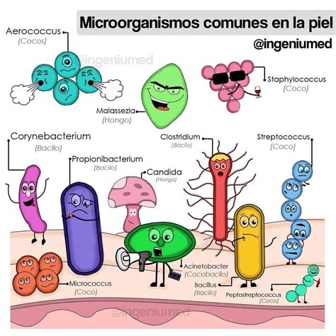 Microorganismos comunes en huevos y su origen