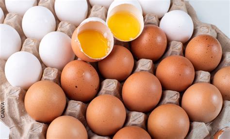 Diferentes tipos de ovoproductos