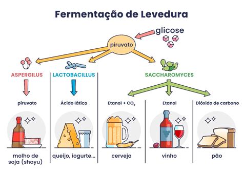 Diagrama del proceso de fermentación de la levadura en la masa