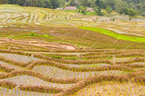 Campo de arroz en Asia