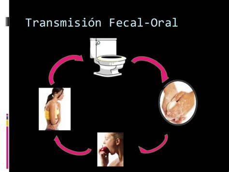 Esquema de la transmisión fecal-oral