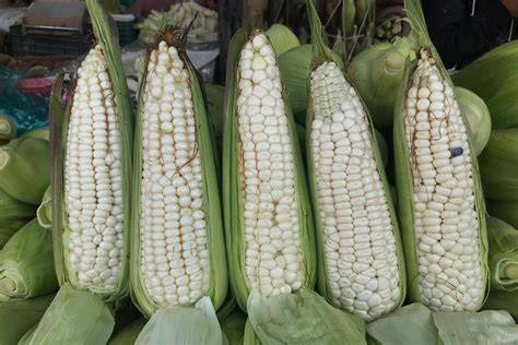 Primer plano de elotes frescos con hojas verdes