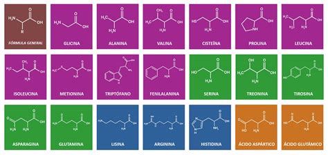 Estructura química de los aminoácidos esenciales