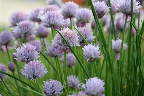 Muestra de flores de cebollino y alyssum