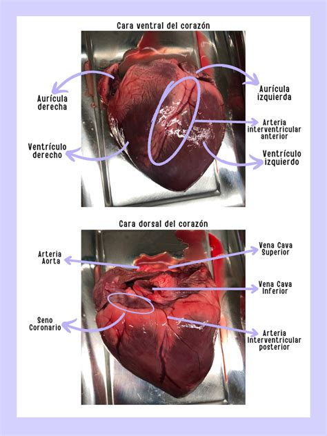 Corazón de cerdo cortado y limpio