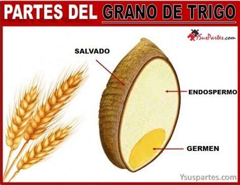 Partes del grano de trigo