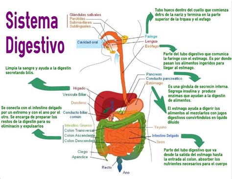 Esquema del sistema digestivo mostrando la acumulación de gases