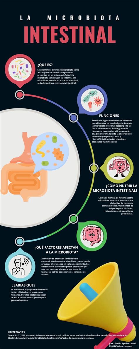 Infografía sobre el equilibrio de la microbiota intestinal