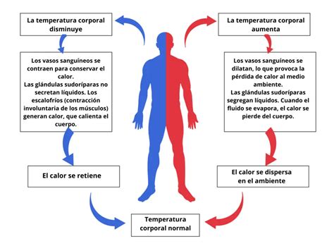 Diagrama del proceso de termorregulación en hongos