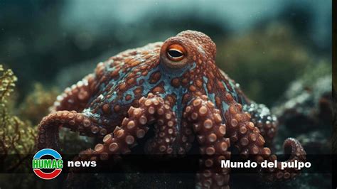 Mapa de la distribución geográfica del pulpo