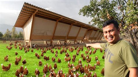 Gallina feliz en un entorno libre de jaulas