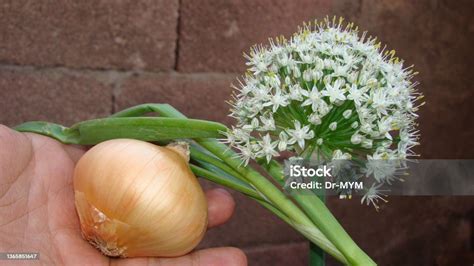 Ingredientes para flor de cebolla