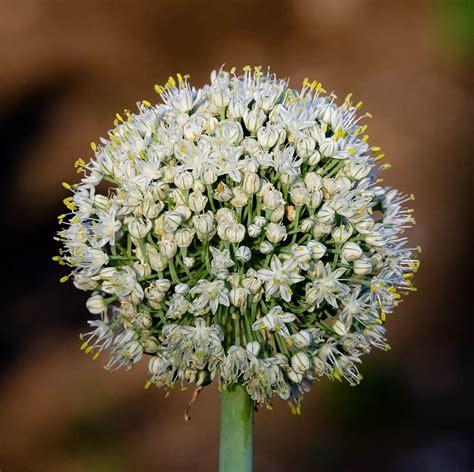 Flor de cebolla servida con salsa