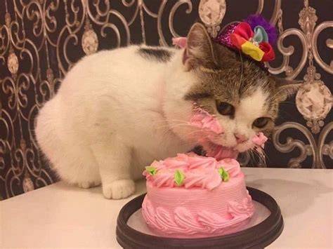 Gato comiendo un pastel comercial de varias capas para gatos