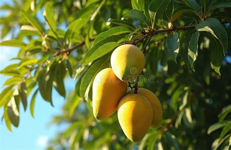 Mangos maduros y frescos listos para usar