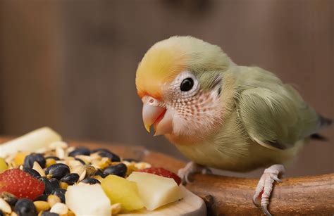 Alimentos prohibidos para agapornis
