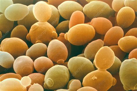 Microorganismo Saccharomyces cerevisiae